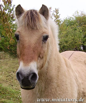 Reitturnier auf dem Königsberg Bad Arolsen 2019