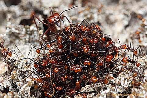 Expertenführung > Insektenstaaten: Lebende Blattschneiderameisen und Honigbienen Expertenführung > Insektenstaaten: Lebende Blattschneiderameisen und Honigbienen