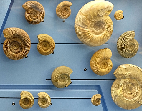 Expertenführung > Jura-Fossilien kurz erklärt Expertenführung > Jura-Fossilien kurz erklärt