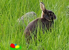 ... dem Osterhasen auf der Spur