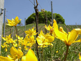 Tulpenblütenfest