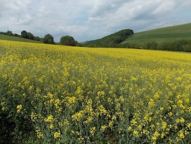Pfälzer „Alte Welt“ Schlemmerwanderung
